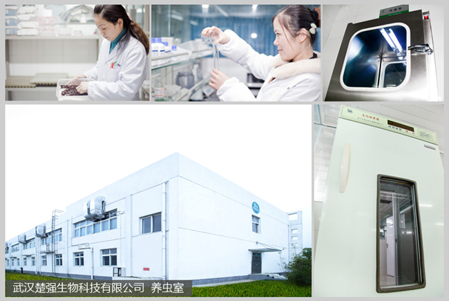 武漢楚強(qiáng)生物養(yǎng)蟲室